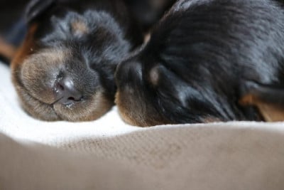 Les chiots de Setter Gordon