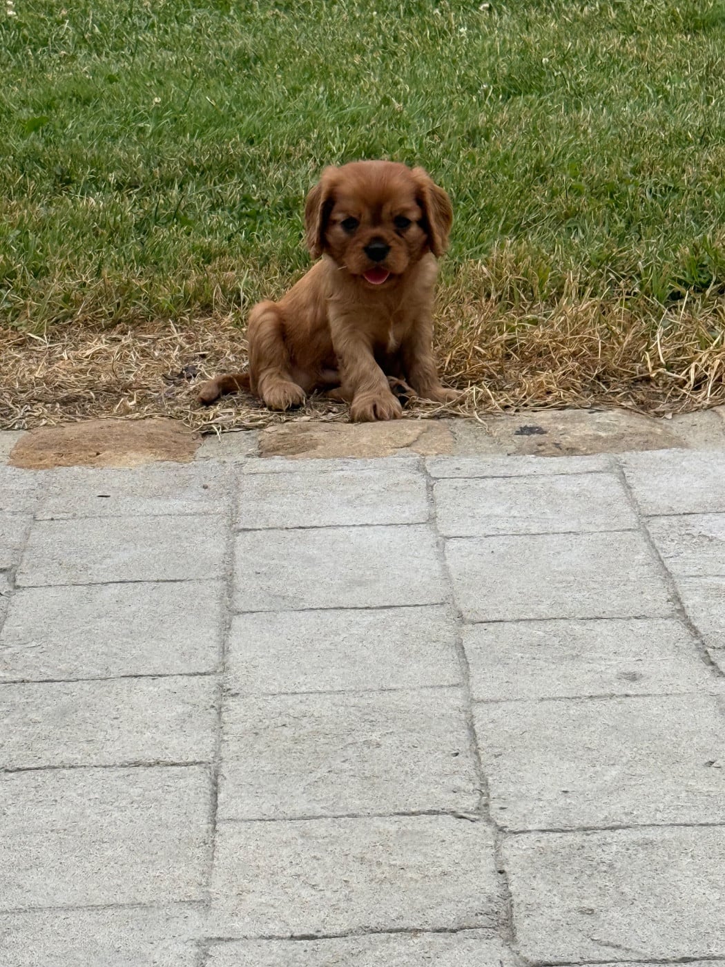 Male - Cavalier King Charles Spaniel