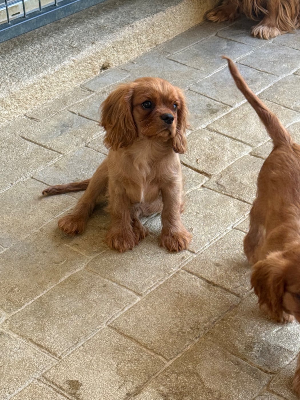 Ruby - Cavalier King Charles Spaniel