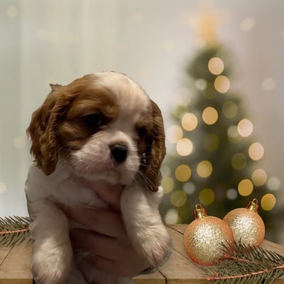Les chiots de Cavalier King Charles Spaniel