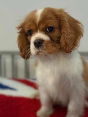 Les chiots de Cavalier King Charles Spaniel