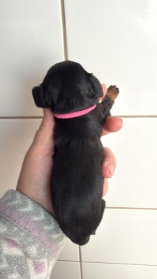 Les chiots de Cavalier King Charles Spaniel