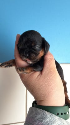 Les chiots de Cavalier King Charles Spaniel