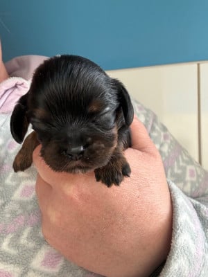 Les chiots de Cavalier King Charles Spaniel
