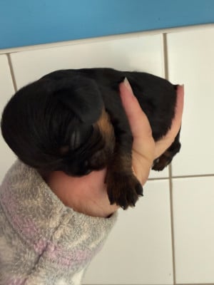 Les chiots de Cavalier King Charles Spaniel