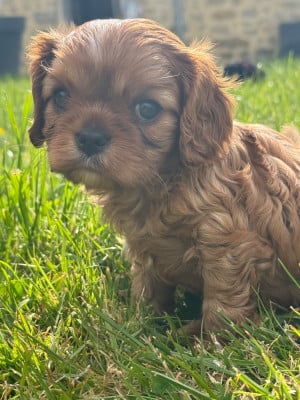 Les chiots de Cavalier King Charles Spaniel