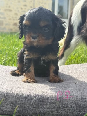 Les chiots de Cavalier King Charles Spaniel