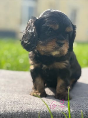 Les chiots de Cavalier King Charles Spaniel