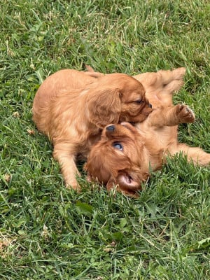 Les chiots de Cavalier King Charles Spaniel