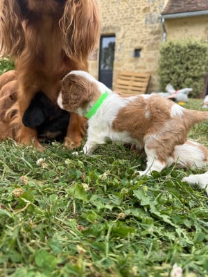 Les chiots de Cavalier King Charles Spaniel