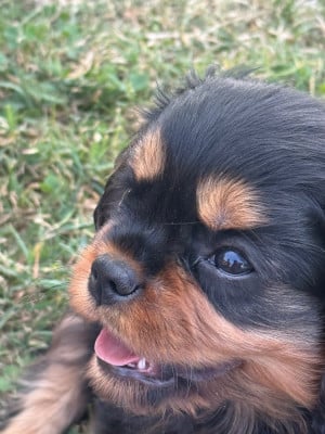 Les chiots de Cavalier King Charles Spaniel