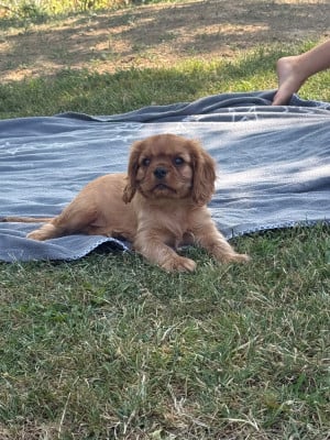 Les chiots de Cavalier King Charles Spaniel