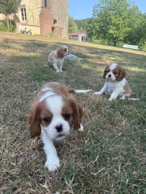 Les chiots de Cavalier King Charles Spaniel
