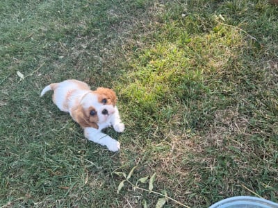 Les chiots de Cavalier King Charles Spaniel