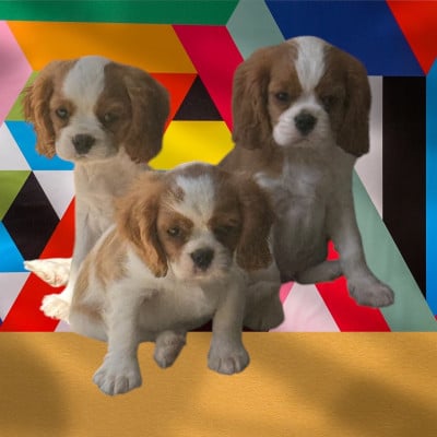 Les chiots de Cavalier King Charles Spaniel
