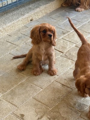 Les chiots de Cavalier King Charles Spaniel