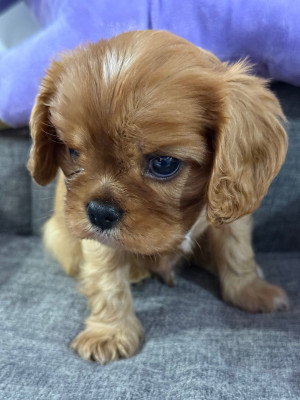 Les chiots de Cavalier King Charles Spaniel