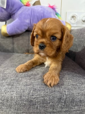 Les chiots de Cavalier King Charles Spaniel