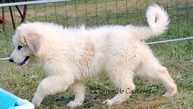 Publication : Des Gorges De Cauterets