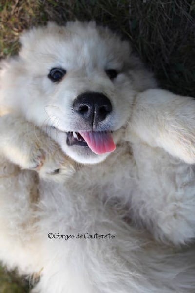 Publication : Des Gorges De Cauterets