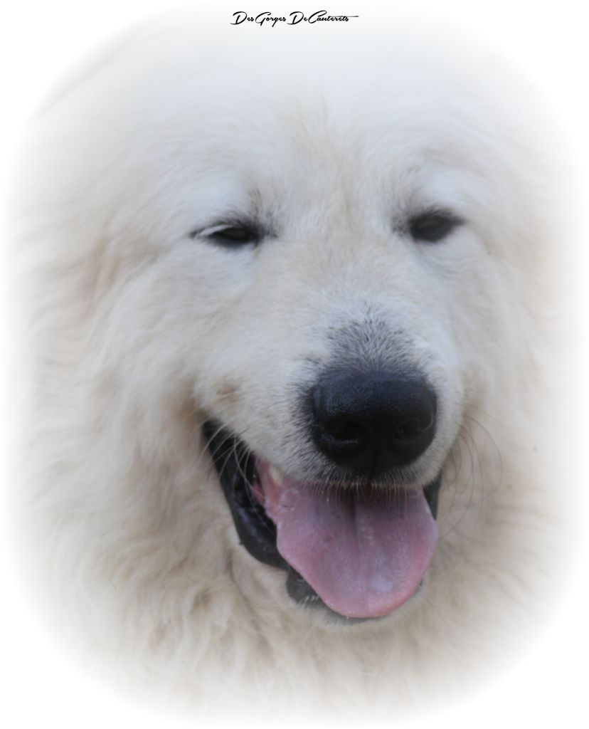 Veni vidi vici Des Gorges De Cauterets