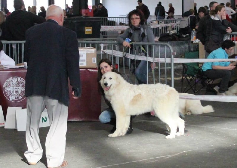 Isaby Des Gorges De Cauterets - Trés Prometteur (Classe Puppy)