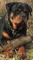 Étalon Rottweiler - Naplòk De Lou And Cie