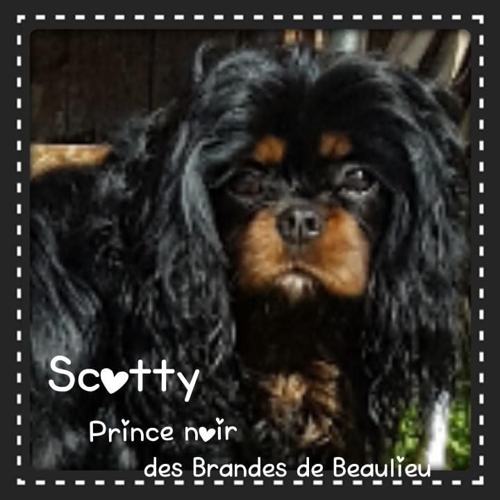 Scotty prince noir des brandes de beaulieu