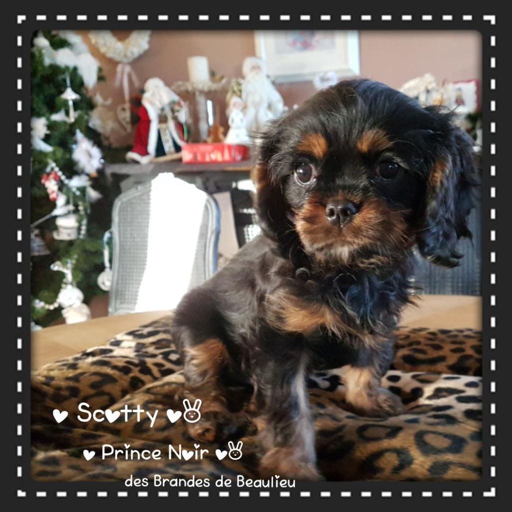 Scotty prince noir des brandes de beaulieu