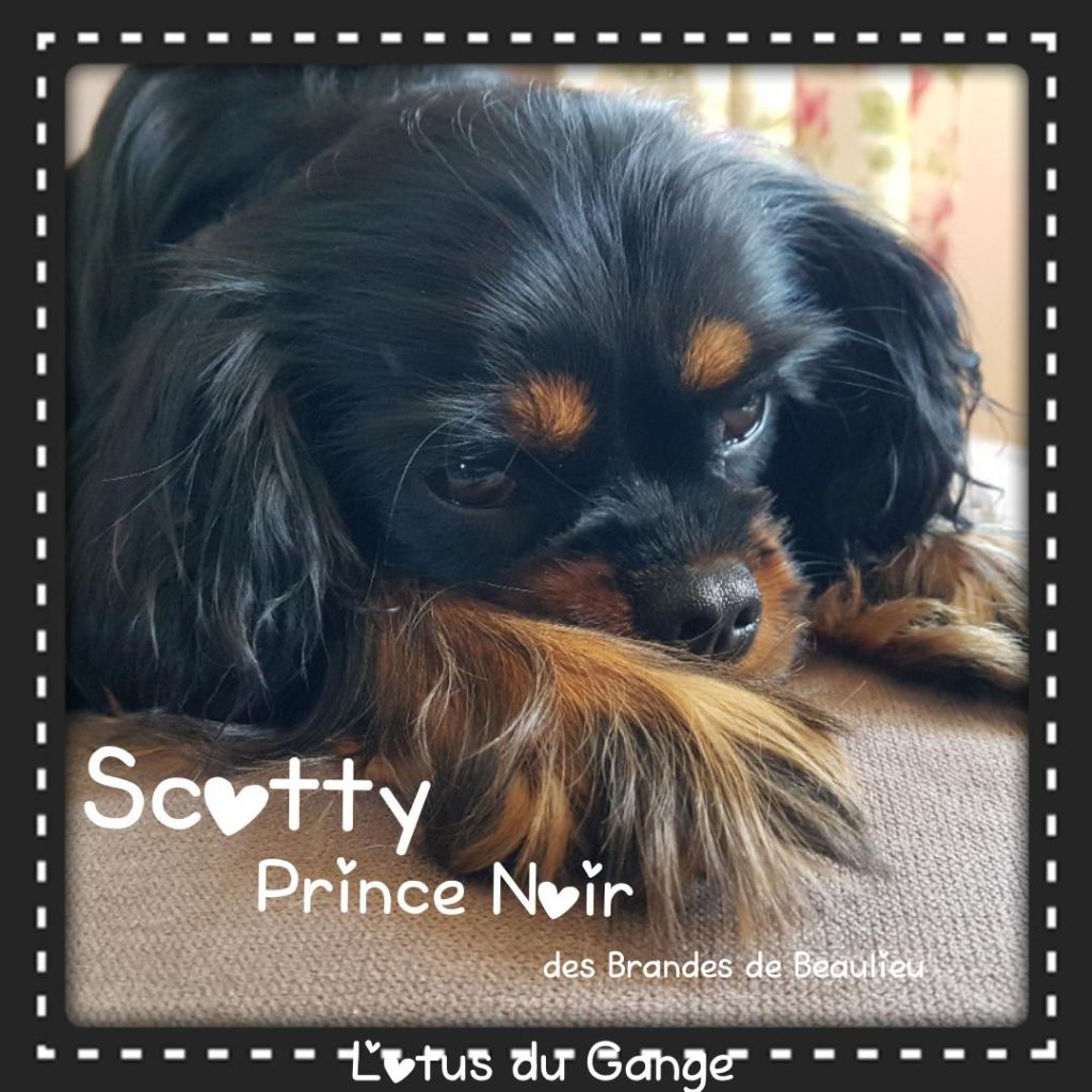 Scotty prince noir des brandes de beaulieu
