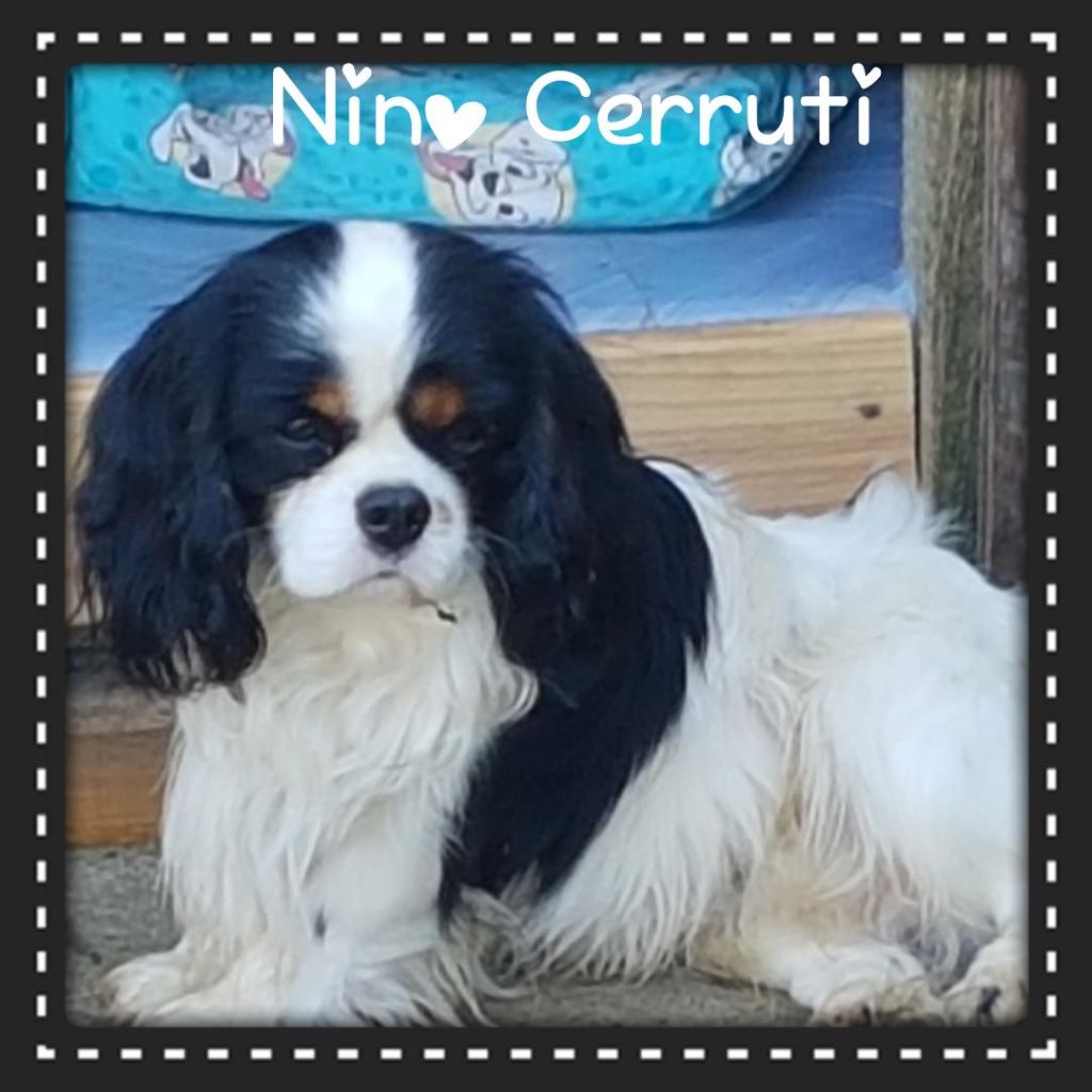 Nino cerruti du domaine de machrisor