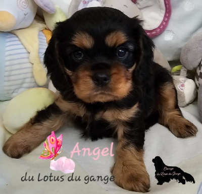 Les chiots de Cavalier King Charles Spaniel