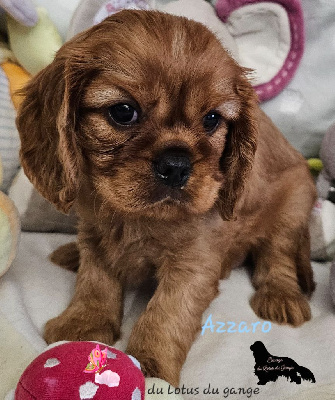 Les chiots de Cavalier King Charles Spaniel