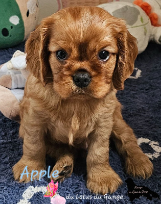 Les chiots de Cavalier King Charles Spaniel