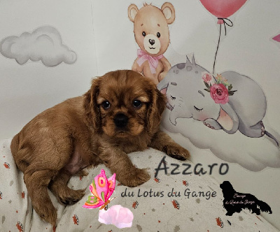 Les chiots de Cavalier King Charles Spaniel