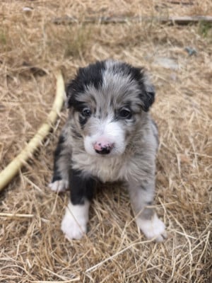 Les chiots de Border Collie