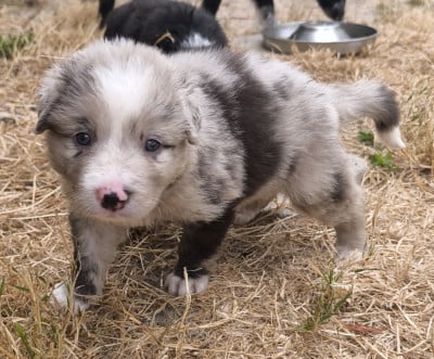 Les chiots de Border Collie
