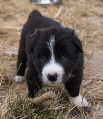 Les chiots de Border Collie