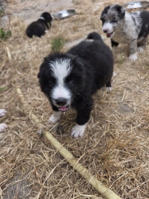 Les chiots de Border Collie