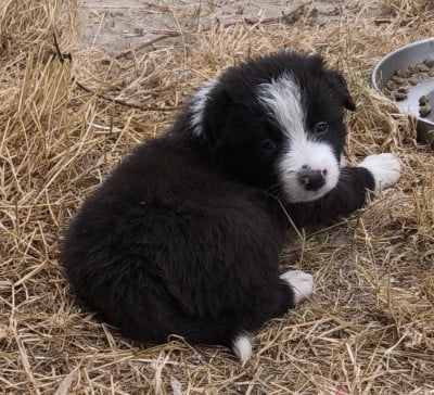 Les chiots de Border Collie