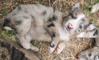 Les chiots de Border Collie