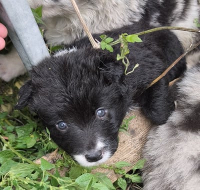 Les chiots de Border Collie