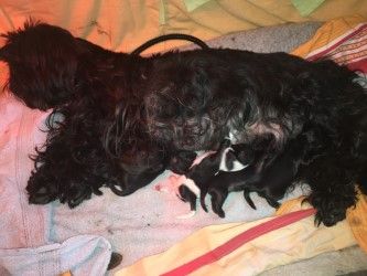 O.... De Gibedemeaux - Shih Tzu
