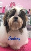 De Gibedemeaux - Shih Tzu - Portée née le 06/01/2018