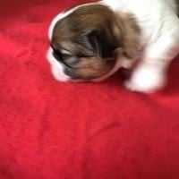 De Gibedemeaux - Shih Tzu - Portée née le 29/07/2018