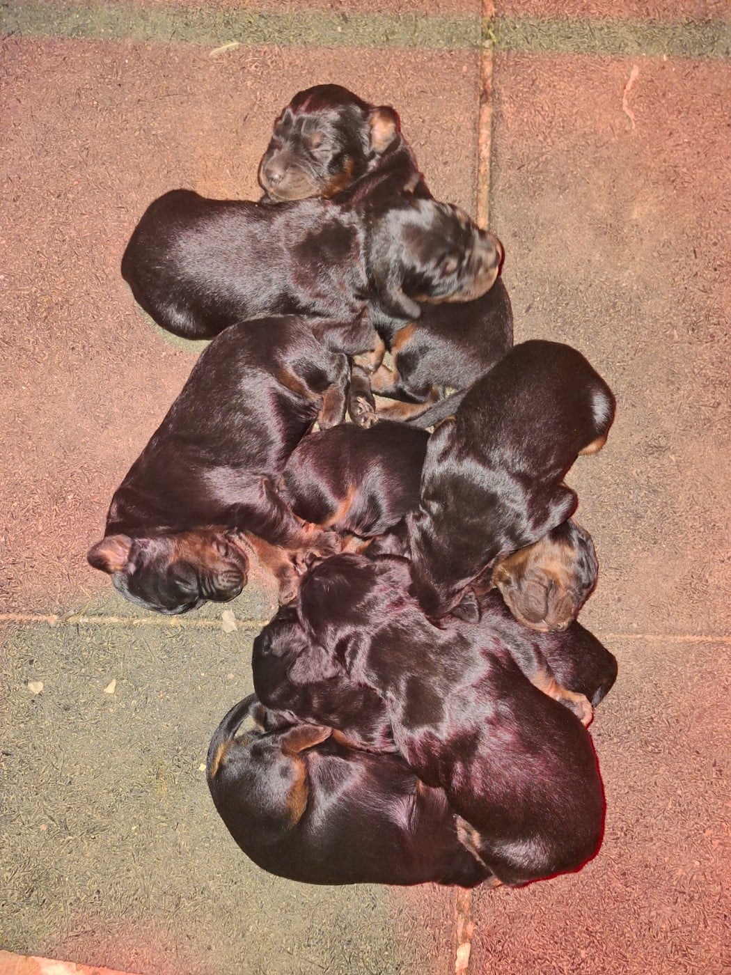 Setter Gordon - du domaine du grand roc