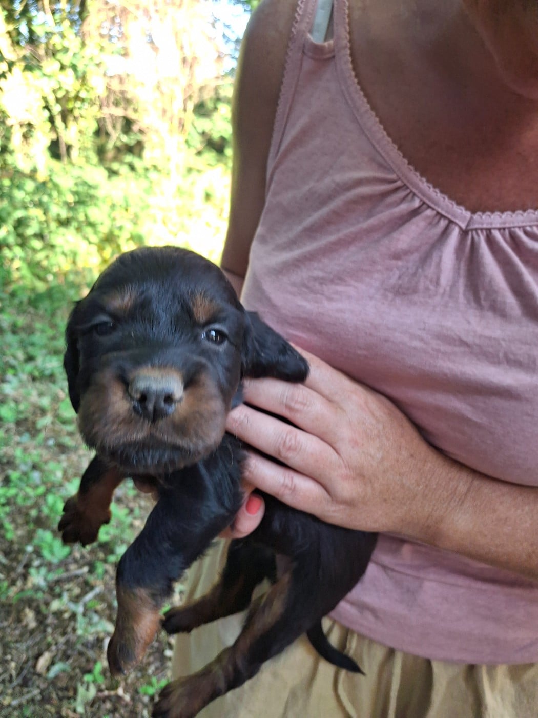 Chiot N°2 - Setter Gordon