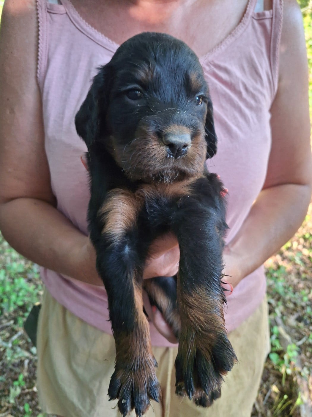 Chiot N°4 - Setter Gordon