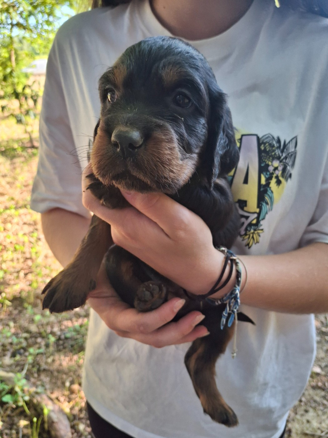 Chiot N°6 - Setter Gordon