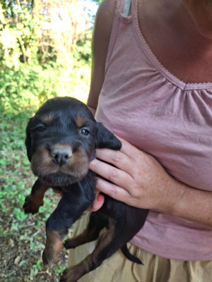Les chiots de Setter Gordon